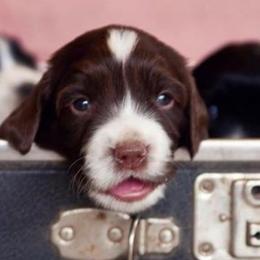 English Cocker Spaniel and English Springer Spaniel Puppies from PrairieRose Gundogs
