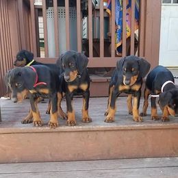 Doberman Pinscher Puppies from Akc Dobermans puppies by Serena