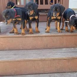 Doberman Pinscher Puppies from Akc Dobermans puppies by Serena