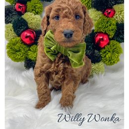 Willy Wonka - Red  male Goldendoodle puppy in State Road, North Carolina from Must Love Doodles