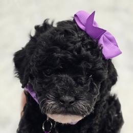 Peppermint Patty - Black and white female Bernedoodle puppy in Vernon, Texas from Sugarland's Texas Goldendoodles