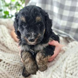 Nile Jordan - Phantom male Bernedoodle puppy in Marshall, Michigan from Whispering Aspen Homestead