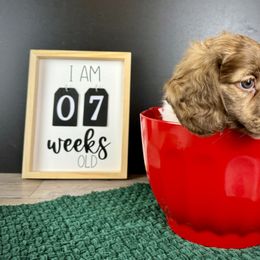 Dachshund Puppies from Queen of Weens Dachshunds