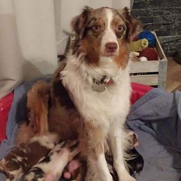Australian Shepherds from G2 Whitetails