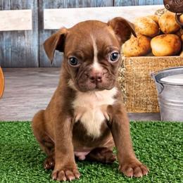 Lenny - Red male Boston Terrier puppy in Olanta, South Carolina from Julie's IHeart Boston Terrier's