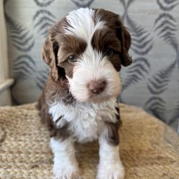 Flamingo - Chocolate female Australian Labradoodle puppy in Morgan Hill, California from Loving Labradoodles