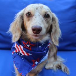 Charlie - Dachshund