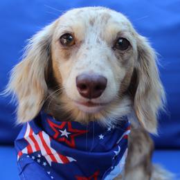 Charlie - Dachshund
