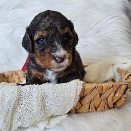 Mr. Giggles - Merle male Bernedoodle puppy in Decatur, Georgia from So Adoodable