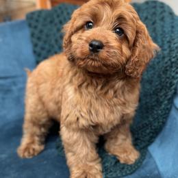 Vino (male - orange collar) - Red male Cavapoo puppy in Gilbert, Arizona from Azteddybeardoodles