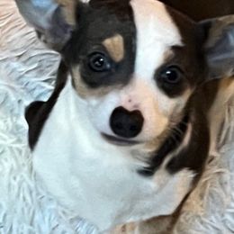 Frankie - Chihuahua puppy from Chihuahua Mama