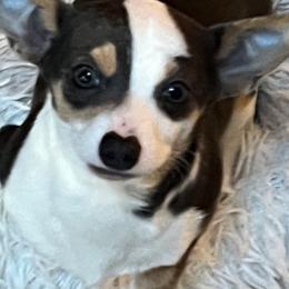 Frankie - Chihuahua puppy from Chihuahua Mama