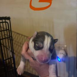 Sable or grey orange female - Sable and white female Siberian Husky puppy in Wheeling, West Virginia from Powells Huskies