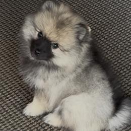 Keeshond and Pomeranian Puppies from Mary Schooner
