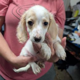 8 Luv Bug Valorosi - Piebald female Dachshund puppy in Central Point, Oregon from MRS Long Dog Ranch