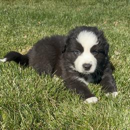 Olive - Black & white female Australian Shepherd puppy in Weston, Idaho from Cedarville Aussies