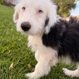 Sophie - Black and white female Old English Sheepdog puppy in Acton, California from Fab OES