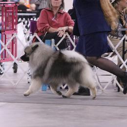 Houdini - Keeshond