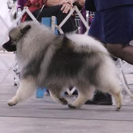 Houdini - Keeshond
