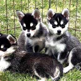 Alaskan Klee Kai puppies from Kayobi Shibas