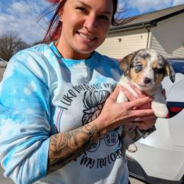 Ellen - Brindle merle and white female American Corgi puppy in Shawnee, Oklahoma from Sunray Ranch