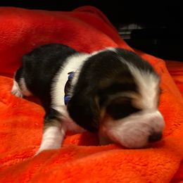 Boy 1 (Blue) - Black and white male Beagle puppy in Crestview, Florida from Alicia's Beagles