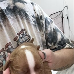 Petey - Ruby male Cavalier King Charles Spaniel puppy in Richards, Missouri from TMJ Dachshunds & More