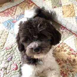 Nora - Havanese