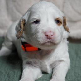 Summer - Chalk female Australian Labradoodle puppy in Fontana, California from Glory Labradoodle’s