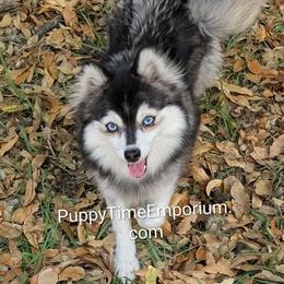 Freya - Pomsky