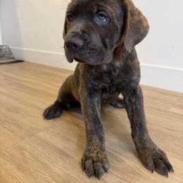 Boy 7 - Gray brindle male Cane Corso puppy in Tremonton, Utah from Westland Kennels