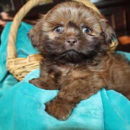 Boy2 - Red male Shih Tzu puppy in Puyallup, Washington from Sugar and Spice Shih Tzu