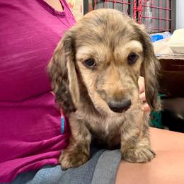 Shaded cream brindle - Cream male Dachshund puppy in Lubbock, Texas from It’s a Hot Mess