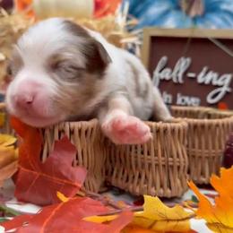 Parsley - Red merle male Australian Shepherd puppy in Inverness, Florida from Swamp Puppy Canine Kennel