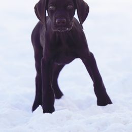 German Shorthaired Pointer Puppies from Aisling