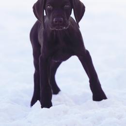 German Shorthaired Pointer Puppies from Aisling