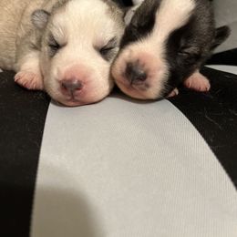 Siberian Husky Puppies from Vixen Siberians
