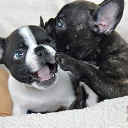 French Bulldogs from Java House French Bulldogs