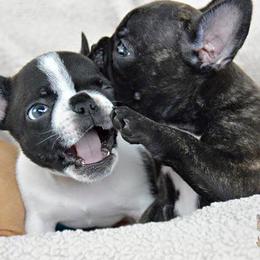French Bulldogs from Java House French Bulldogs