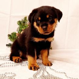 Rottweiler Puppies from Von Nuffosttor Rottweilers
