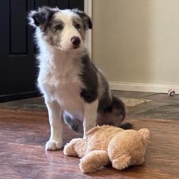 Blue Slate Merle ( vet check done) - Slate merle male Border Collie puppy in Apple Valley, California from Flying S Ranch Border Collies