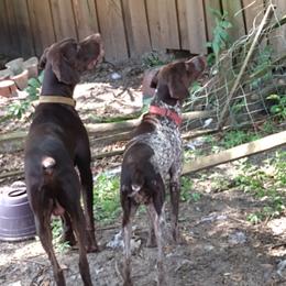 German Shorthaired Pointers from Delightful German Shorthaired Pointers