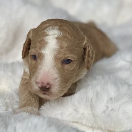 Casper - Parti male Labradoodle puppy in San Antonio, Texas from I Love U Back Labradoodles, LLC