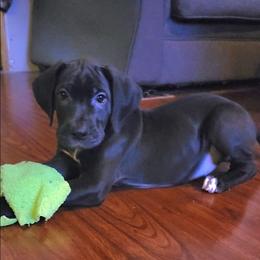 Ellie - Black female Great Dane puppy in Walker, Louisiana from La Rebel Danes