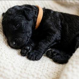 Orange boy - Black male Goldendoodle puppy in Meridian, Idaho from Lucy's Golden Doodles