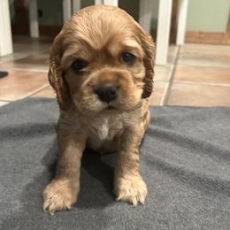 Cocker Spaniels from Clayton’s Cocker Spaniels