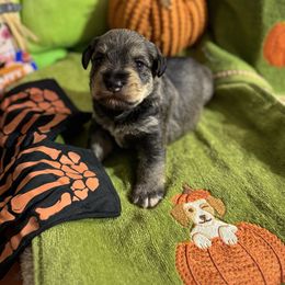 Boy 3 - Salt and pepper male Miniature Schnauzer puppy in Brownwood, Texas from Texas Dreams Mini Schnauzers