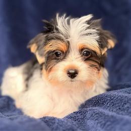 Button - Chocolate, tan and white female Yorkshire Terrier puppy in Jacksonville, Florida from Yorktown Yorkies