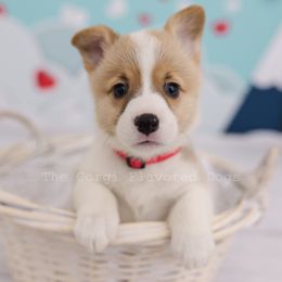 Red Collar - Red Pembroke Welsh Corgi puppy in Bakersfield, California from The Corgi Flavored Dogs