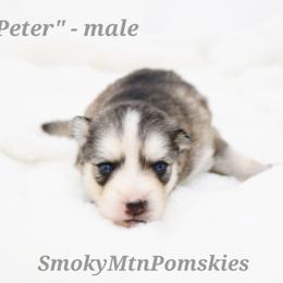 Peter - Wolf sable male Pomsky puppy in Christiana, Tennessee from Smoky Mountain Pomskies